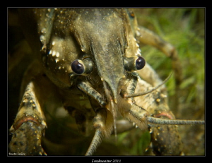 Crayfish by Beate Seiler 